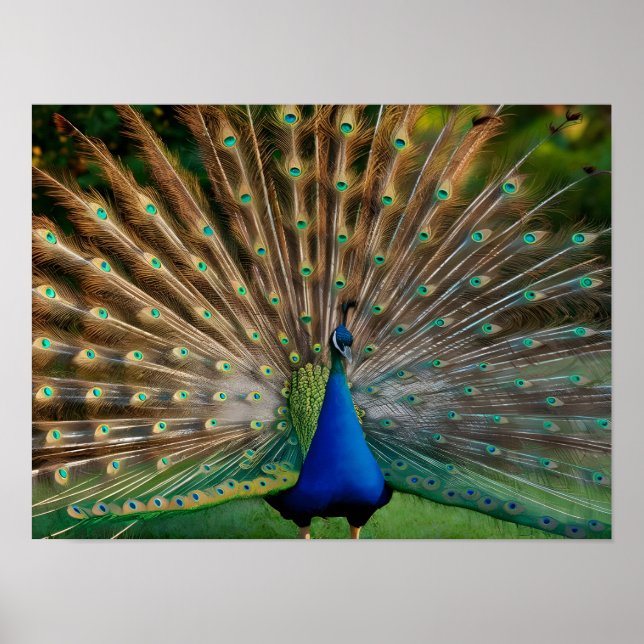 Beautiful Peacock Stock Photos Poster (Front)