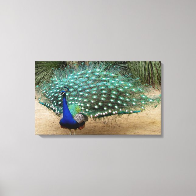 Beautiful Peacock Stretched Canvas Print (Front)