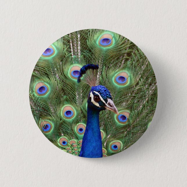 Beautiful peacock with its colourful tail opened 6 cm round badge (Front)