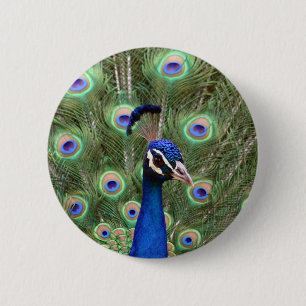 Beautiful peacock with its colourful tail opened 6 cm round badge