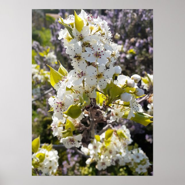 Beautiful Pear Tree Blossom Flower Garden Poster (Front)