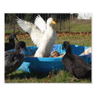 Beautiful Pekin Duck Photo Print