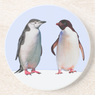 Beautiful Penguin Bird Couple on Light Blue Coaster