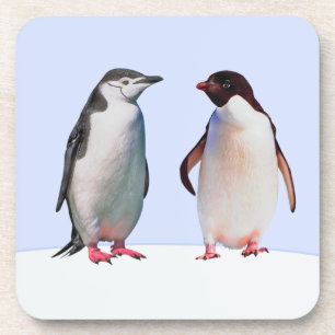 Beautiful Penguin Bird Couple on Light Blue Coaster