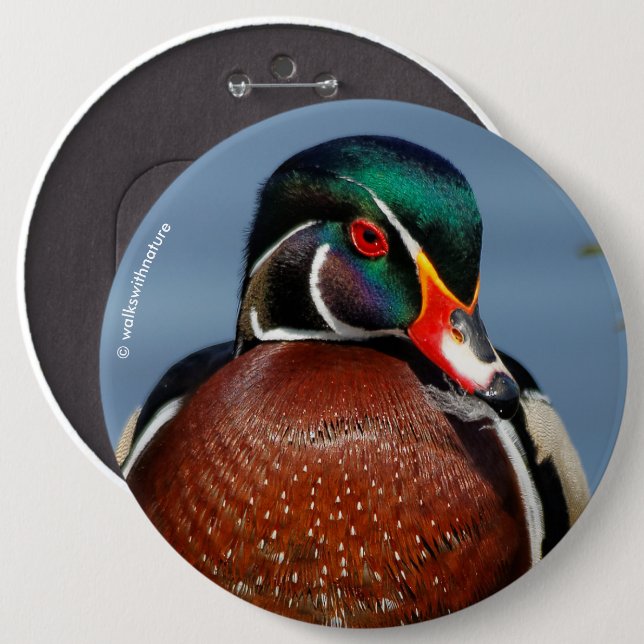 Beautiful Pensive Wood Duck in the Marsh 6 Cm Round Badge (Front & Back)