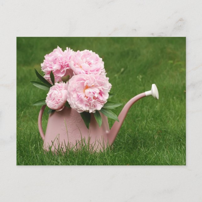 Beautiful peonies in a watering can postcard (Front)