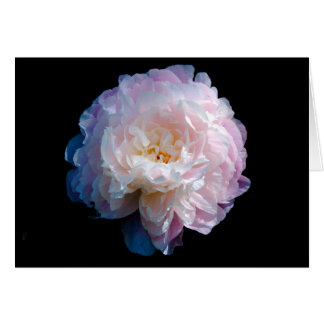 Beautiful Peony Floral Photo