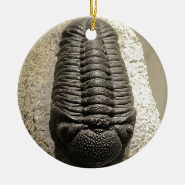 Beautiful Phacops trilobite fossil photo Ceramic Tree Decoration (Front)