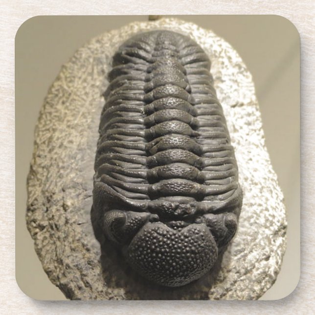 Beautiful Phacops trilobite fossil photo Coaster (Front)
