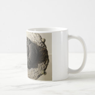 Beautiful Phacops trilobite fossil photo Coffee Mug