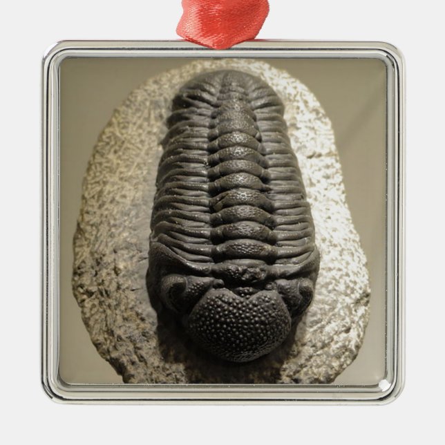 Beautiful Phacops trilobite fossil photo Metal Tree Decoration (Front)