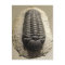 Beautiful Phacops trilobite fossil photo