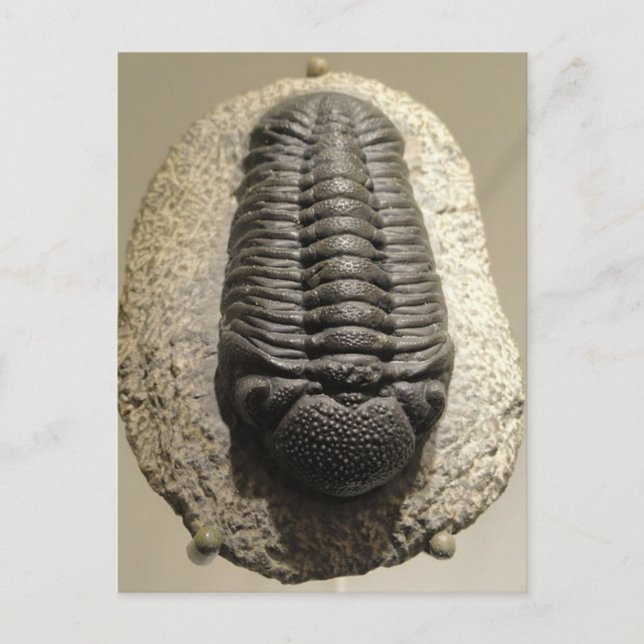 Beautiful Phacops trilobite fossil photo Postcard (Front)