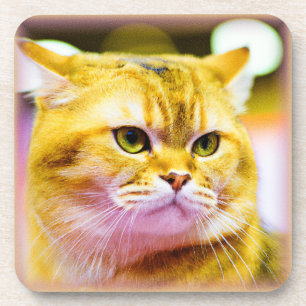 Beautiful Photo of a Cute Cat . Buy Now Coaster