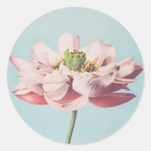 Beautiful photomechanical prints of Lotus Flowers Classic Round Sticker