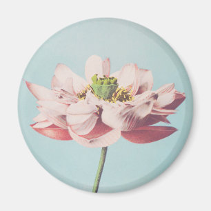 Beautiful photomechanical prints of Lotus Flowers Magnet