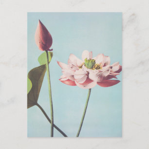 Beautiful photomechanical prints of Lotus Flowers Postcard