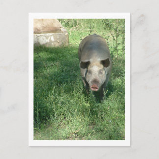beautiful pig postcard