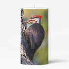 Beautiful Pileated Woodpecker on the Tree