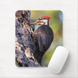 Beautiful Pileated Woodpecker on the Tree Mouse Mat