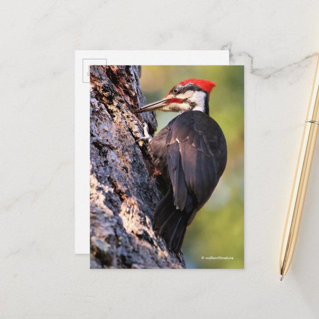 Beautiful Pileated Woodpecker on the Tree Postcard (Front/Back In Situ)