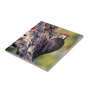 Beautiful Pileated Woodpecker on the Tree Tile