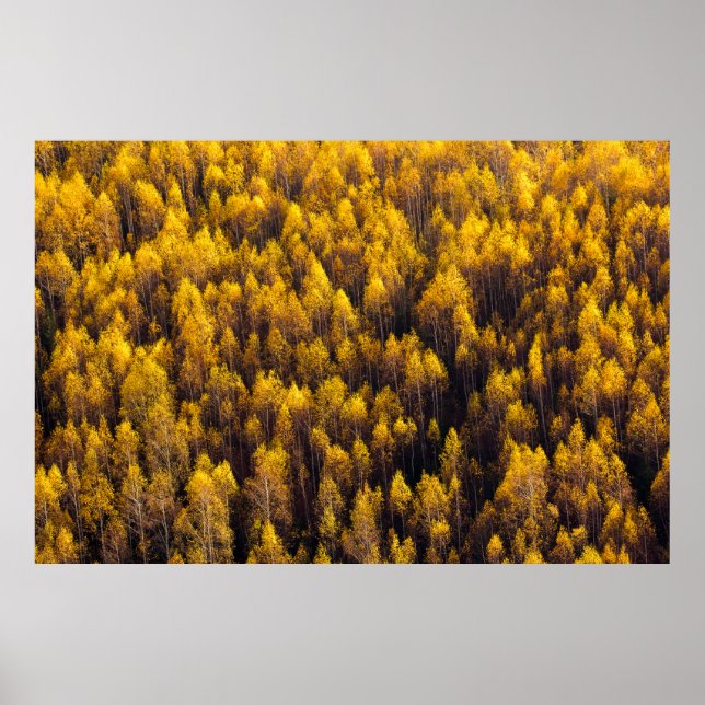 BEAUTIFUL PINE TREE FOREST POSTER (Front)