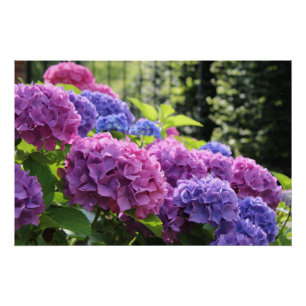 Beautiful Pink and Blue Hydrangea Flowers Poster
