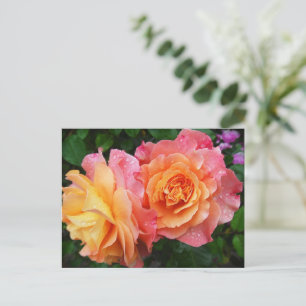 Beautiful pink and orannge rose photo postcard