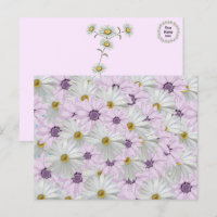 Beautiful Pink and White Daisy Floral Postcard