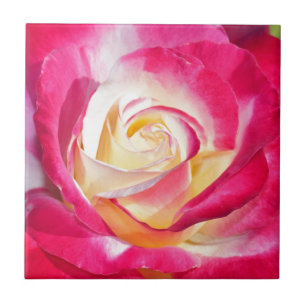 Beautiful pink and yellow rose tile