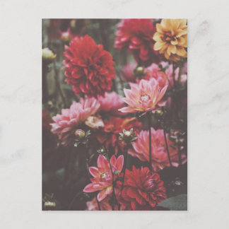 Beautiful Pink Autumn Flowers Fine Art Photography Postcard
