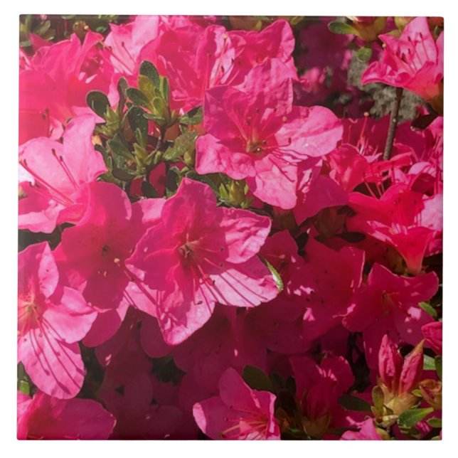 Beautiful Pink Azalea Flowers Tiles (Front)
