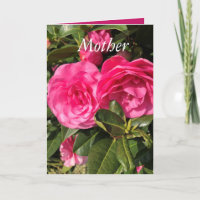 Beautiful Pink Camellia Mother's Day