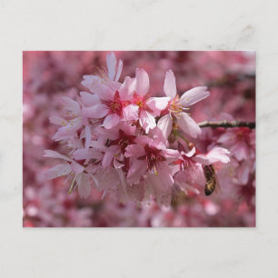 Beautiful Pink Cherry Blossoms Postcard