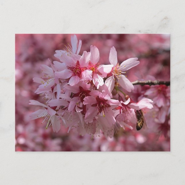 Beautiful Pink Cherry Blossoms Postcard (Front)