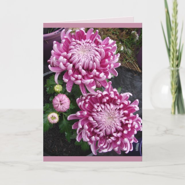 Beautiful Pink Chrysanthemum flowers floral Card (Front)