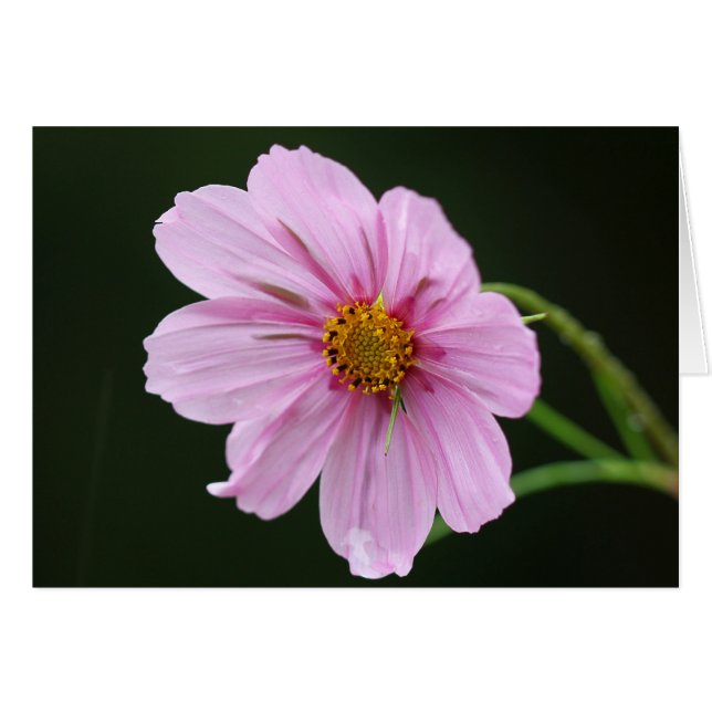 Beautiful Pink Cosmos Wildflower (Front Horizontal)