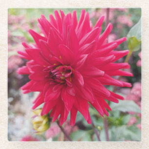 Beautiful Pink Dahlia Flower Glass Coaster