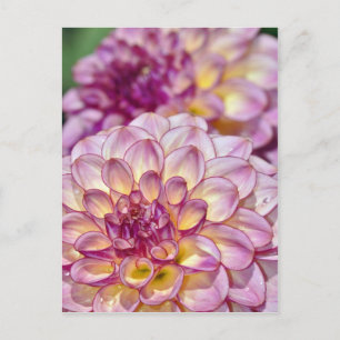 Beautiful pink dahlia flowers postcard