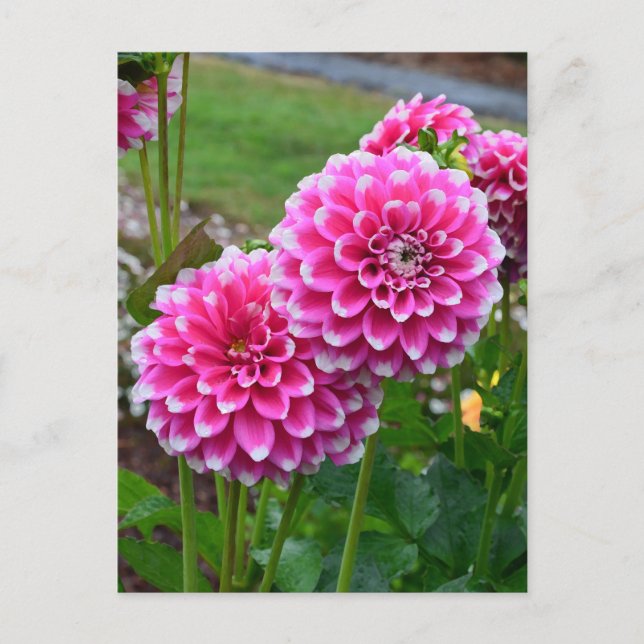 Beautiful pink dahlias in full bloom postcard (Front)