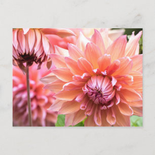 Beautiful Pink Dahlias Postcard