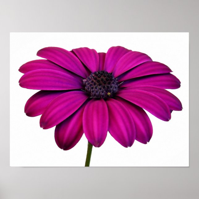 Beautiful Pink Daisy Poster (Front)