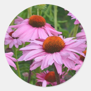 Beautiful pink echinacea floral print classic round sticker