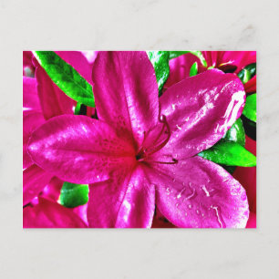 Beautiful Pink Floral Azalea Postcards