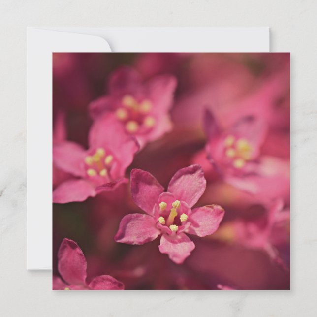 Beautiful Pink Flowers Card (Front)
