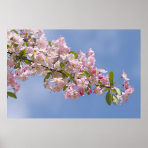Beautiful Pink flowers in orchard Poster