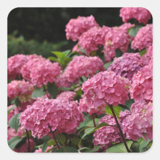 Beautiful pink hydrangea flowers square sticker