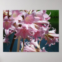 Beautiful Pink Lilies
