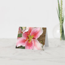 Beautiful Pink Lily